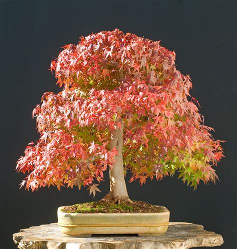 japanese maple bonsai tree indoor